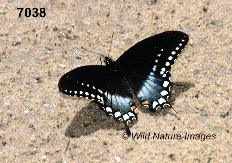 Spicebush Swallowtail (Papilio troilus)